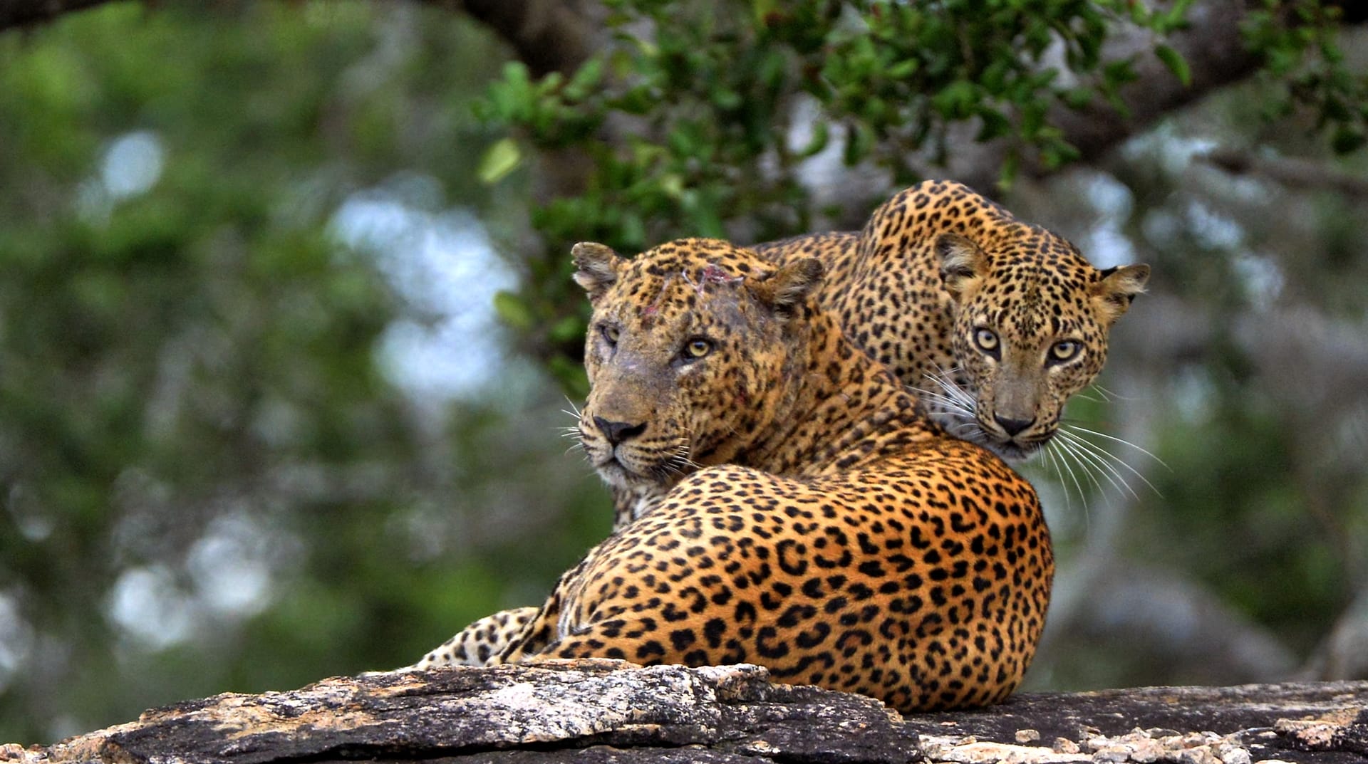 Sri Lankan Leopards